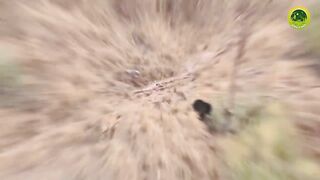 Lion and Tiger fight Dangerous