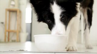 See this dog