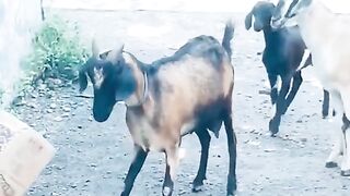 Tiktok funny animal videos