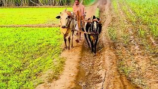 Punjab