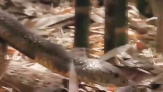 Cobra ????????????