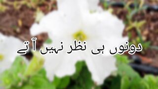 Nazar