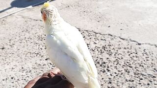 Beautiful cocktail chick