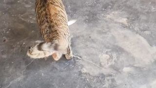 Claver cat!!