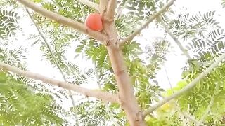 Best Funny Video Eps45 #fyp#funnymoment