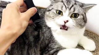 surprised cat