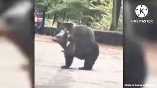 Animal & birds ???? funny videos