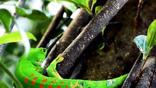 COSTA RICA ---- 8K Video Ultra HD 60FPS Dolby Vision _ Costa Rica 8K HDR _ 8K TV