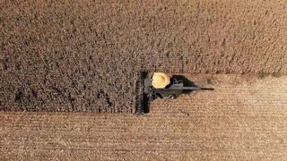 BLACK MONSTRUM [ Fendt IDEAL 10T & Geringhoff 16 rows Mais Star Horizon ] Corn harvest