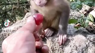funny animals