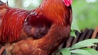 CUTE LITTLE ANIMALS, Animal Sounds, Funny farm animal