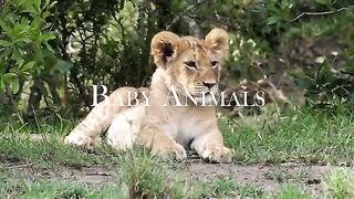 Baby Animals