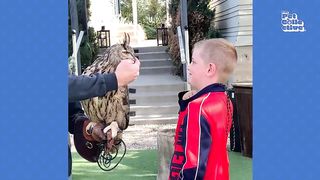 Superb Owls!  BEST Compilation of Amazing OWLS
