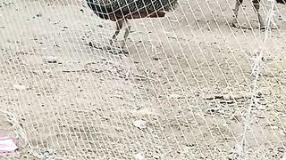 The peacock world