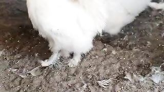 The white birds ll birds ll beautiful