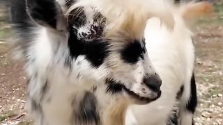 Baby Goat