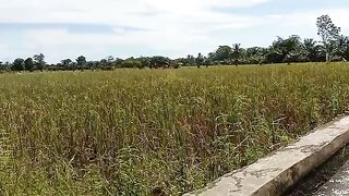 hamparan persawahan