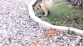 Funny and animals video hd very soper dhopar