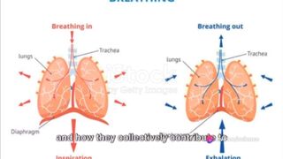 Human Lung Structure