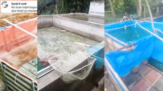 Untuk pemijahan ikan lele baiknya buat kolam TERPAL atau kolam BETON ❓