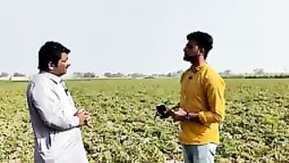 PAKISTANI WHITE PATOTOS