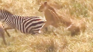 Les lions chassent et tuent les zèbres.
