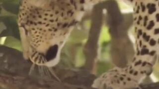 Mother Monkey Fail To Protect Her Baby From Leopard Hunting.