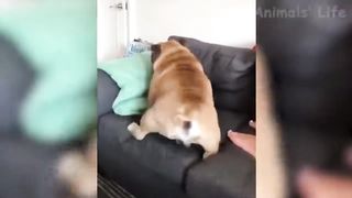 Funny Dogs and Cats