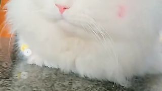 Cute cat