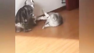 Funny cats
