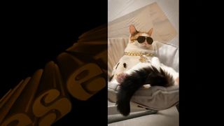 Пока женщина в приюте выбирала себе котенка, кошечка сама выбрала ее