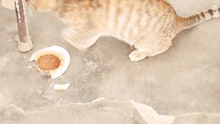 Angry cat