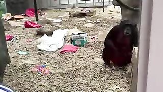 Monkeys' reaction to a prosthetic leg
