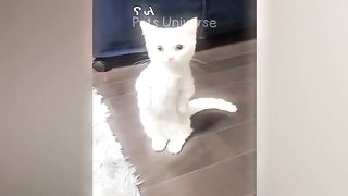 Comedy ???????? cat's and dogs