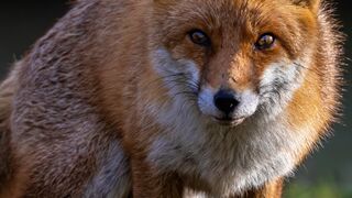 Exploring the Intriguing World of the Fox