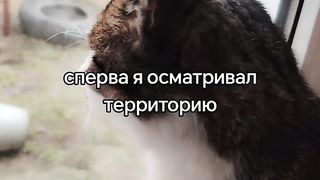 пушистый влог шашлыка????