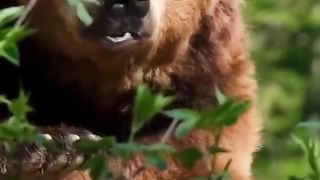 Brown bear