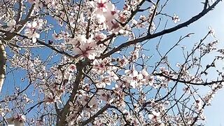 #musam bhar ke khobsort nizaray
