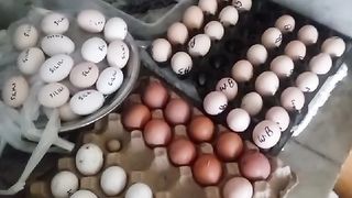 Different eggs