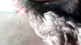 Chicken under the table