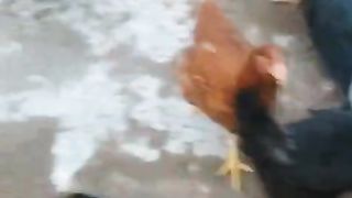 The craw crow