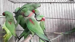 The parrot is crying