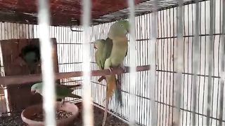 Green parrot and red beak