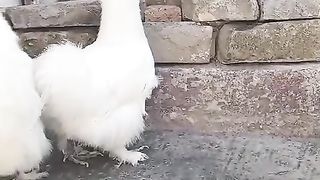 Silky white ll white people