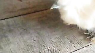 The wooden