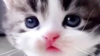 Cute cats ????????????