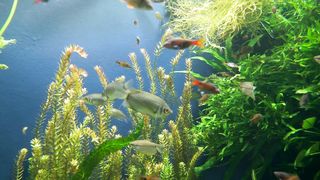 Amazing underwater fish