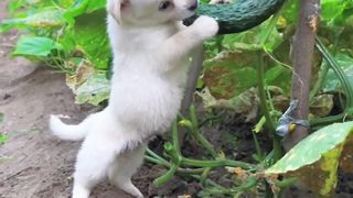 Dog eating style