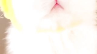 Cat videos cute cats kittens ????????