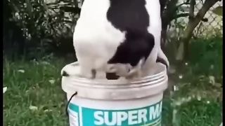 Funny ANIMALS videos Funniest CATS and DOGS 2024